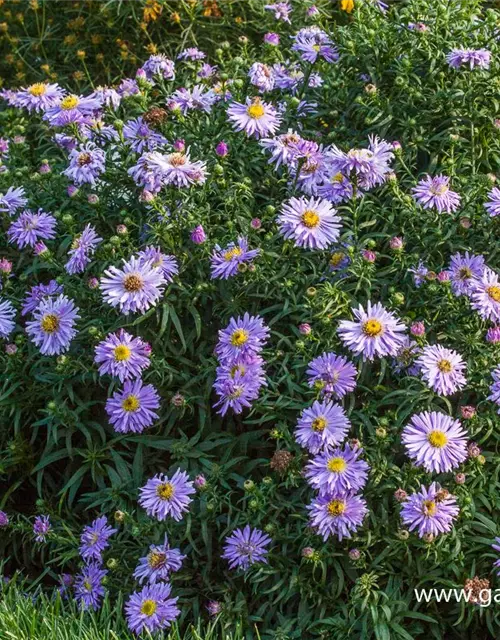 Garten-Kissen-Aster 'Zwergenhimmel'