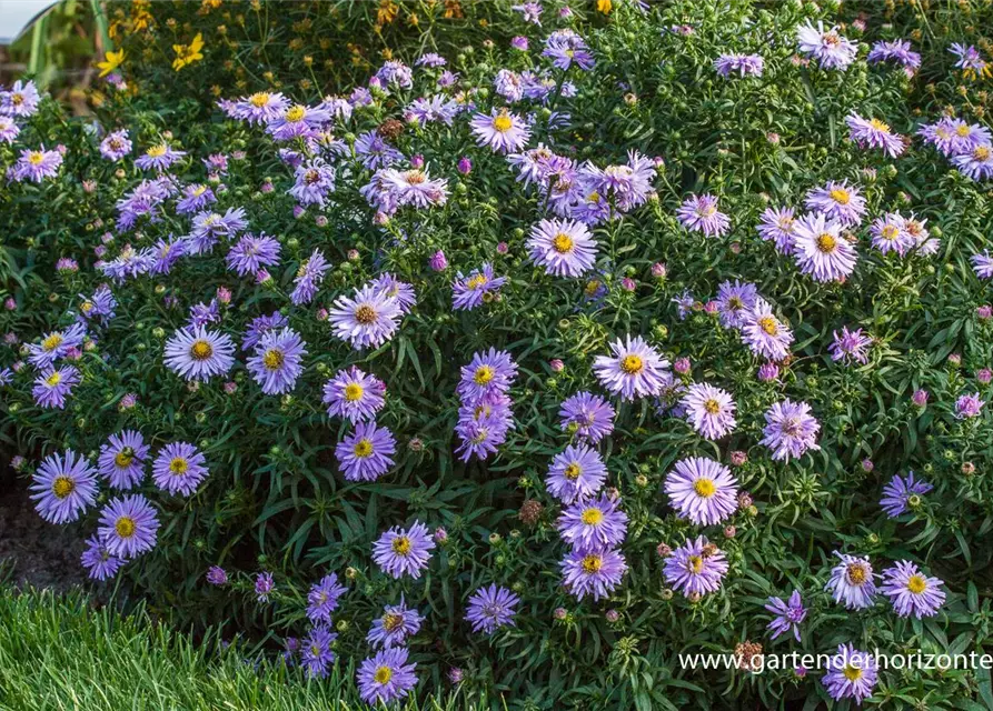 Garten-Kissen-Aster 'Zwergenhimmel'