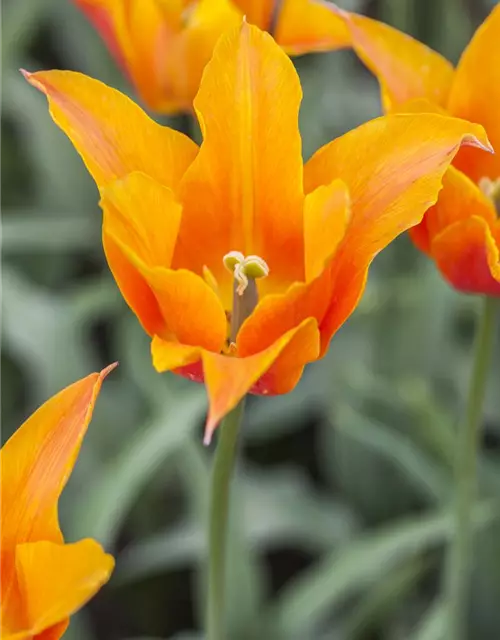 Lilienblütige Tulpe