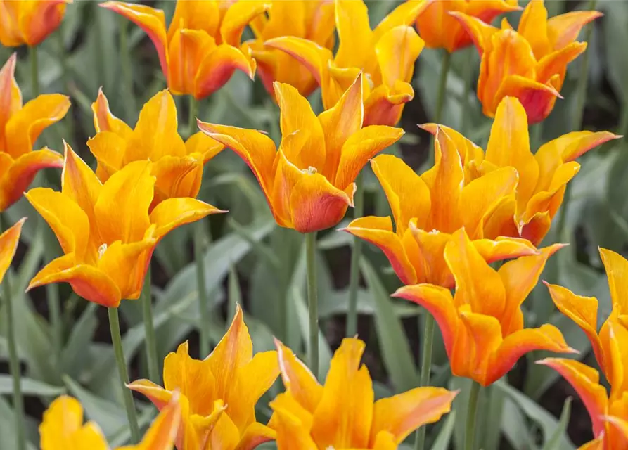 Lilienblütige Tulpe