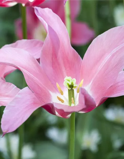 Lilienblütige Tulpe