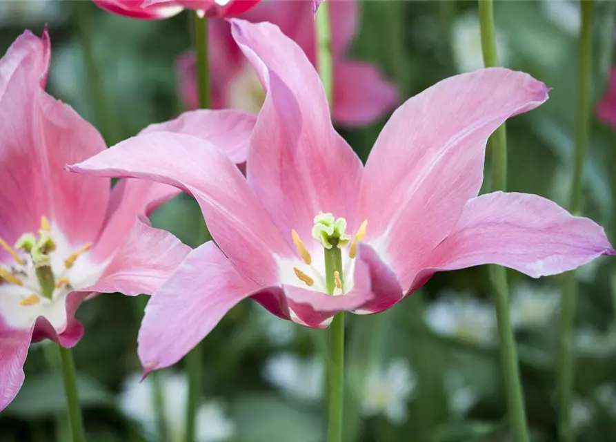 Lilienblütige Tulpe