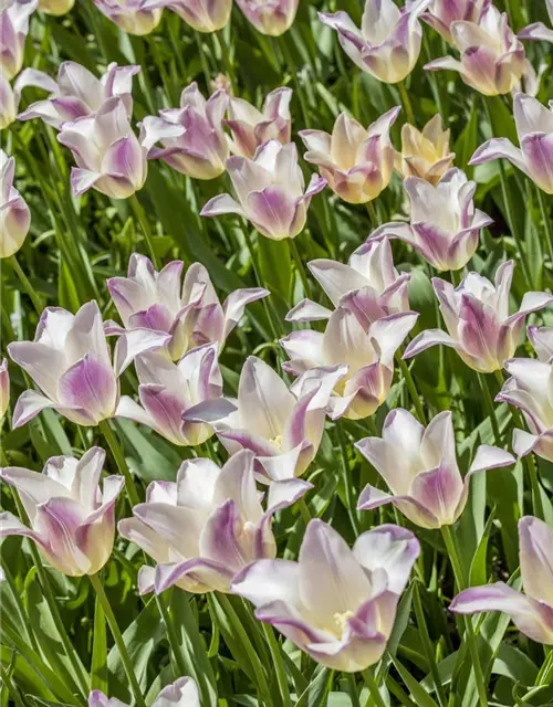 Lilienblütige Tulpe