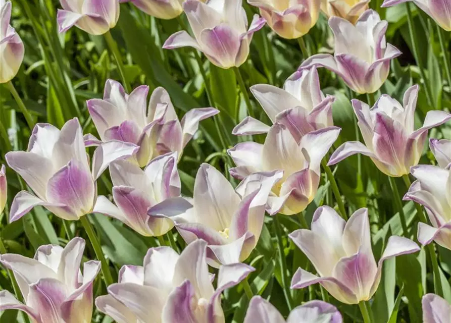 Lilienblütige Tulpe