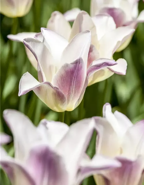 Lilienblütige Tulpe