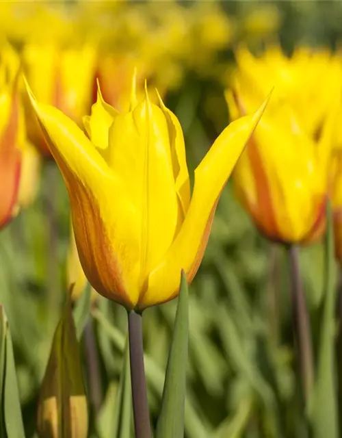 Lilienblütige Tulpe