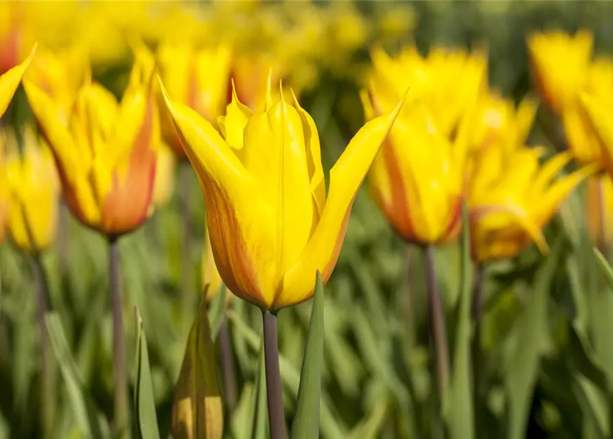 Lilienblütige Tulpe