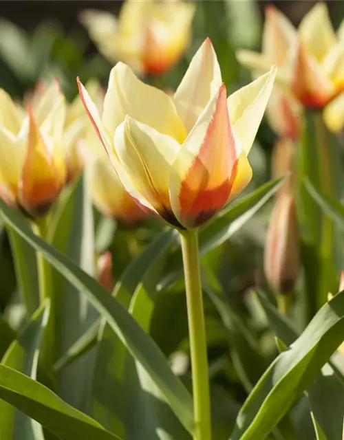 Lilienblütige Tulpe