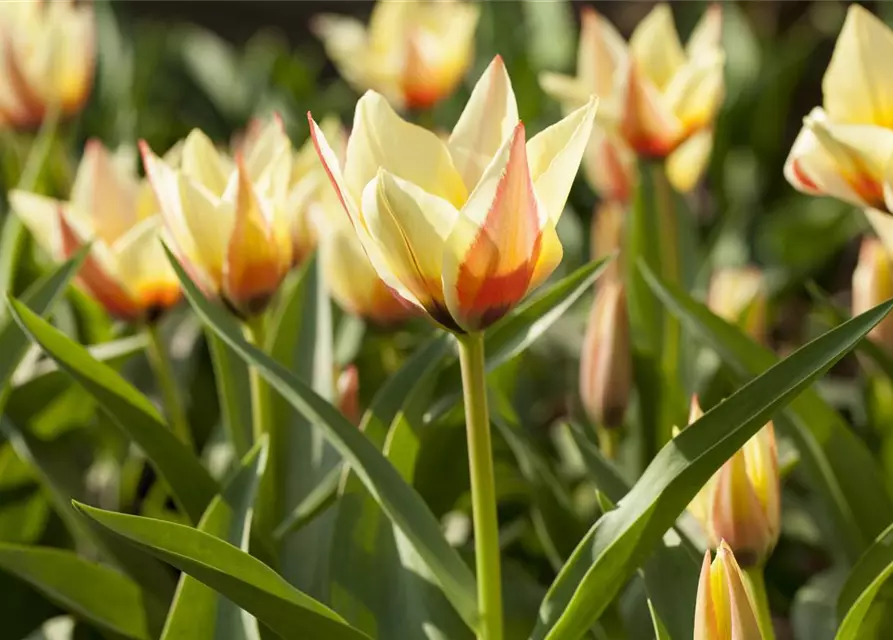 Lilienblütige Tulpe