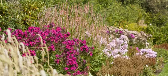 Hohe Flammenblume