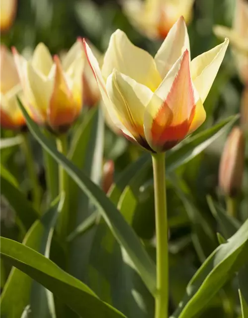 Lilienblütige Tulpe