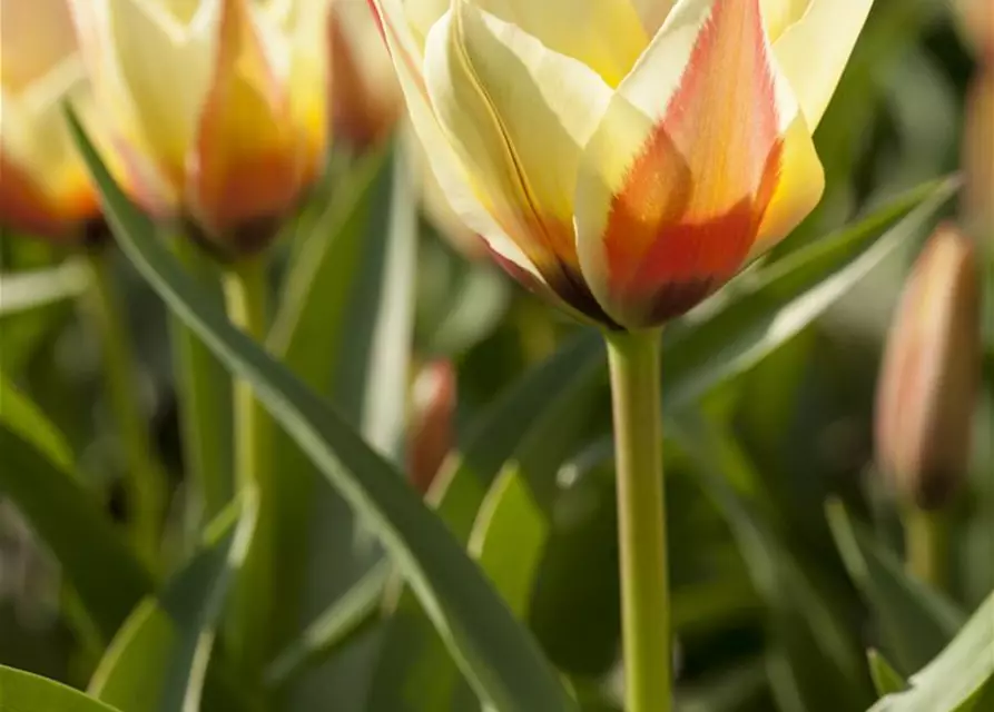 Lilienblütige Tulpe