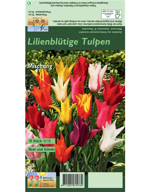 Lilienblütige Tulpe