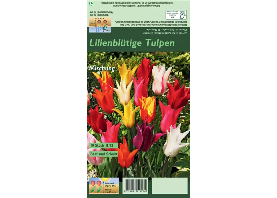 Lilienblütige Tulpe