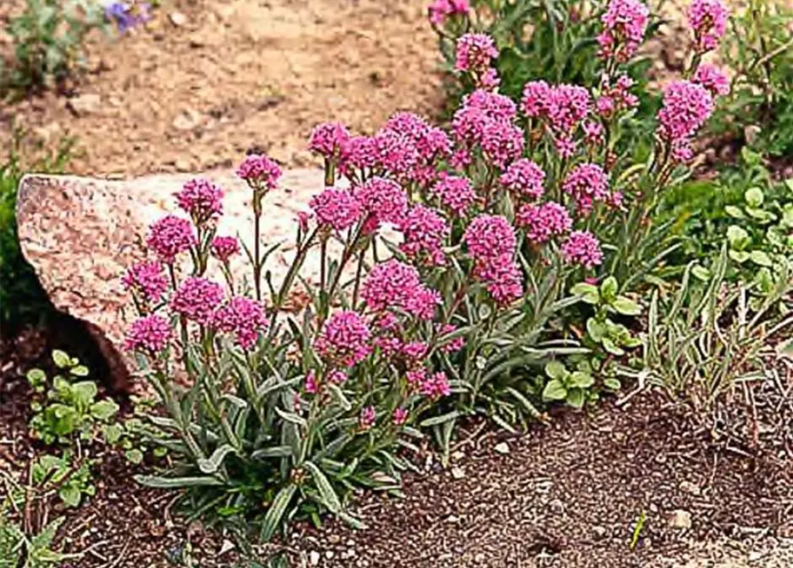 Lychnis alpina