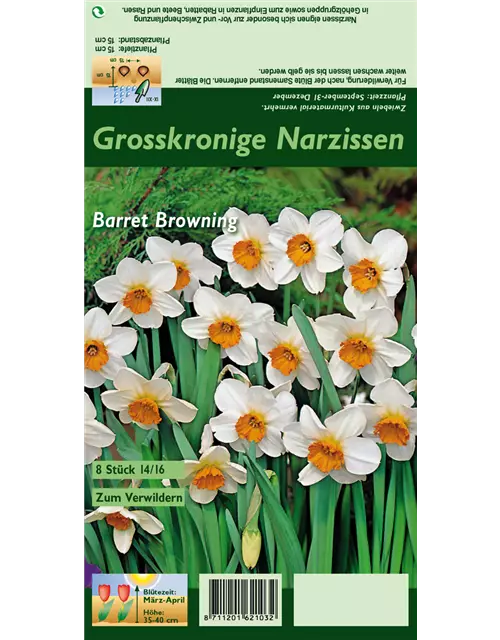 Narzisse 'Barrett Browning'