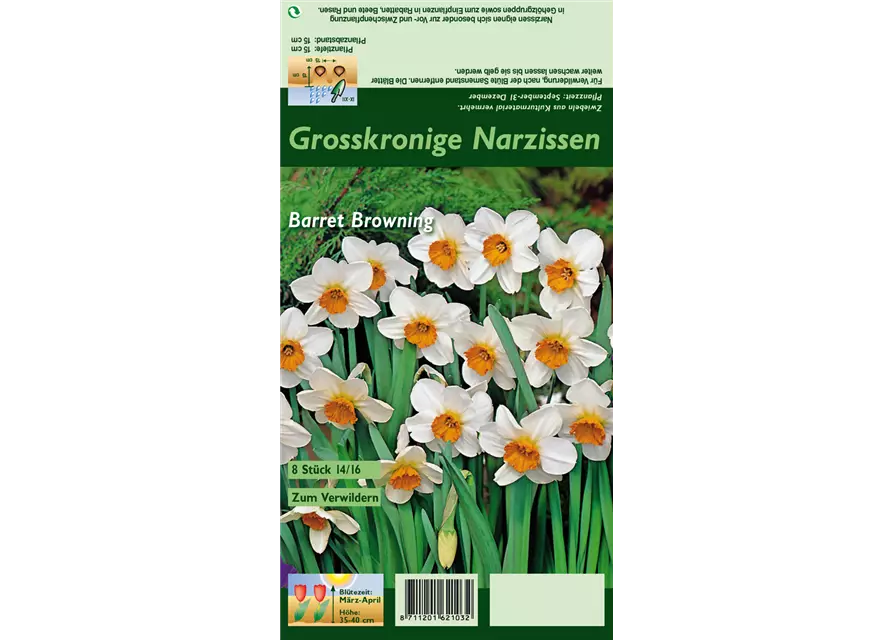 Narzisse 'Barrett Browning'