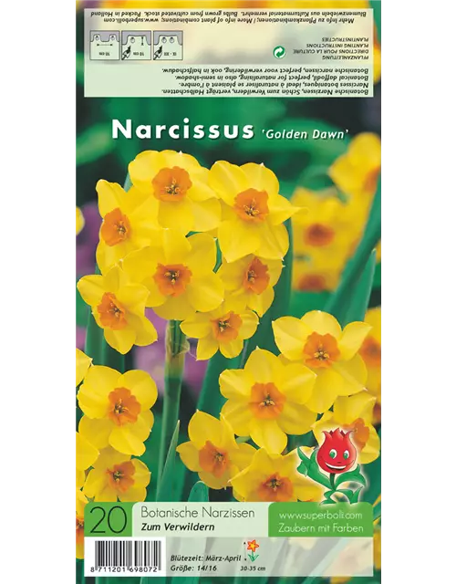 Narzisse 'Golden Dawn'