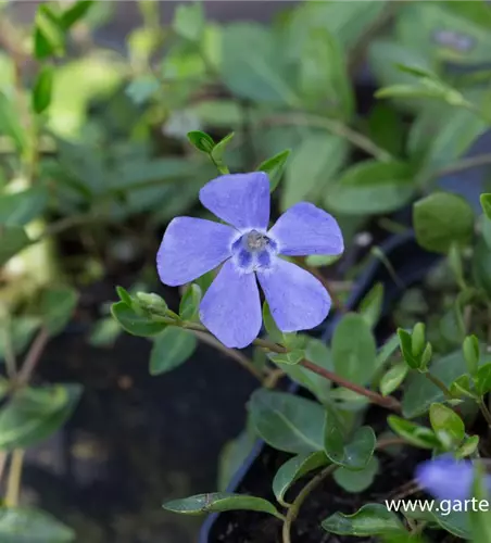 Kleinblättriges Garten-Immergrün 'Josefine'®