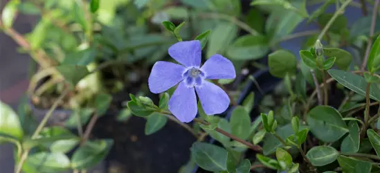 Kleinblättriges Garten-Immergrün 'Josefine'®