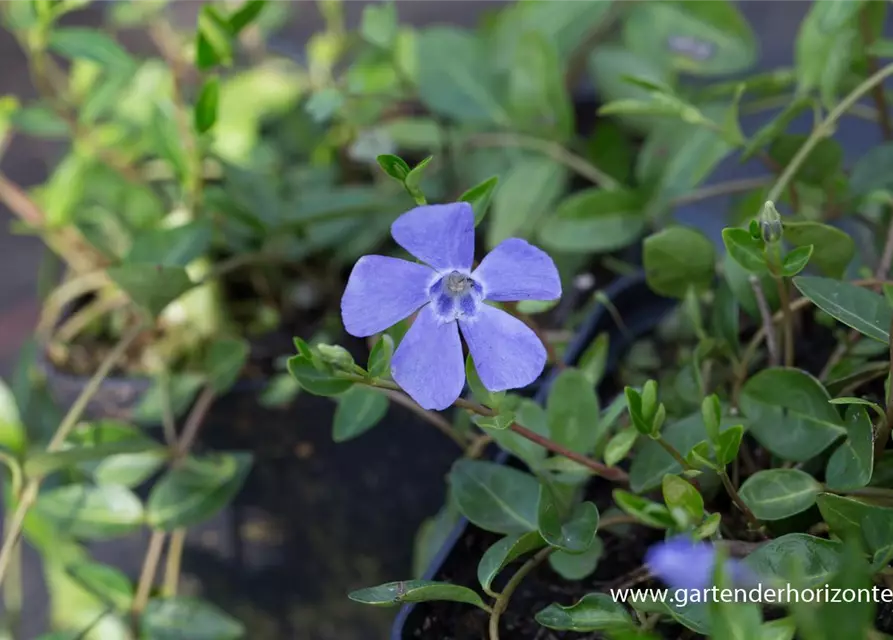 Kleinblättriges Garten-Immergrün 'Josefine'®