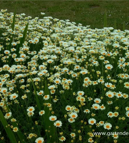 Helle Färberkamille 'Sauce Hollandaise'