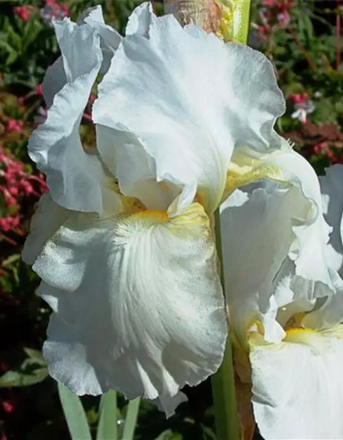 Iris x barb.-elat.'Boule de Neige'