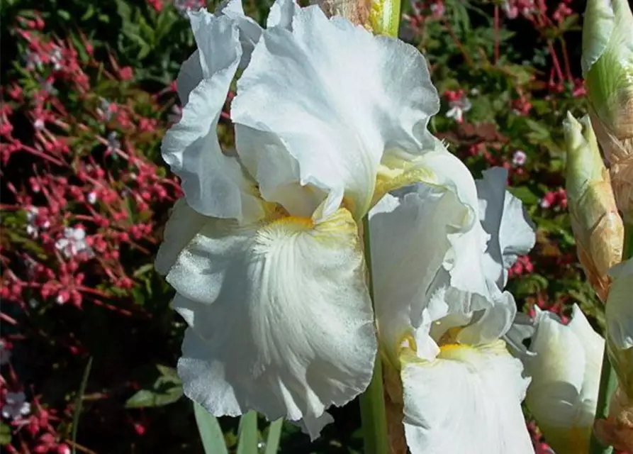 Iris x barb.-elat.'Boule de Neige'