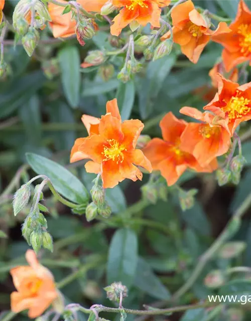 Garten-Sonnenröschen 'Bronzeteppich'