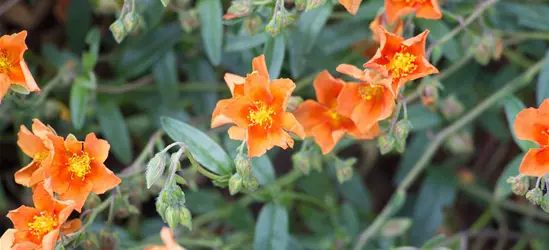 Garten-Sonnenröschen 'Bronzeteppich'