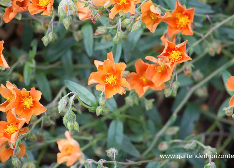 Garten-Sonnenröschen 'Bronzeteppich'