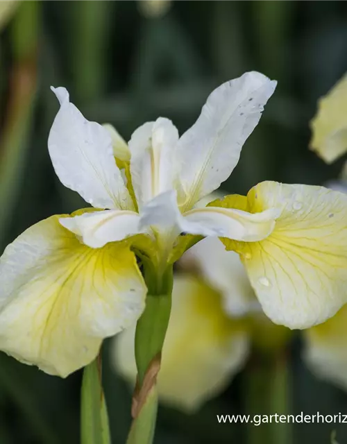 Iris sibirica 'Butter and Sugar'