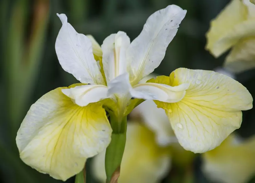 Iris sibirica 'Butter and Sugar'