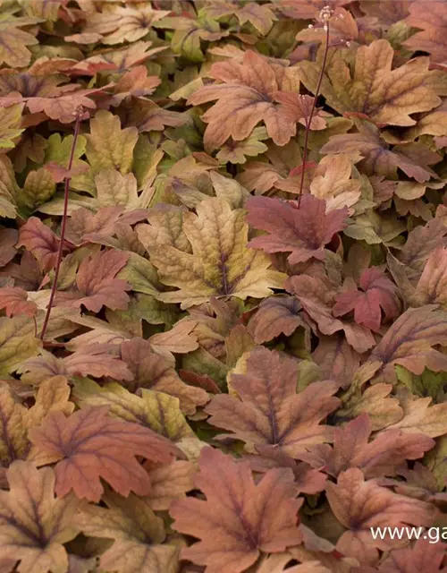 Heucherella(x) tiarell.'Sweet Tea' -R-