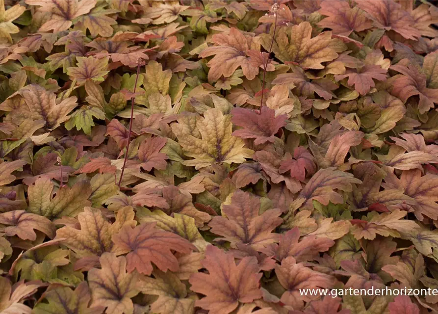 Heucherella(x) tiarell.'Sweet Tea' -R-