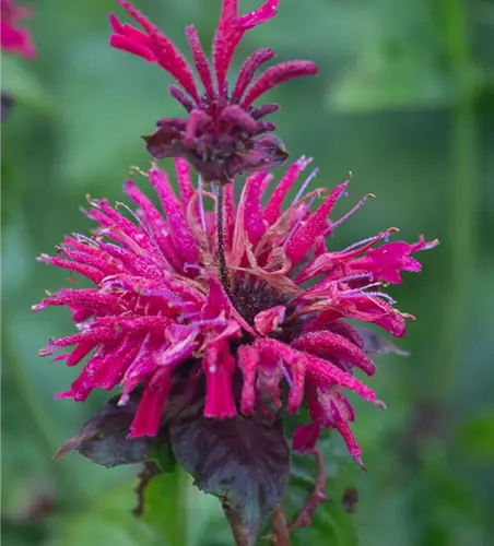 Monarda didyma 'Fireball' -R-