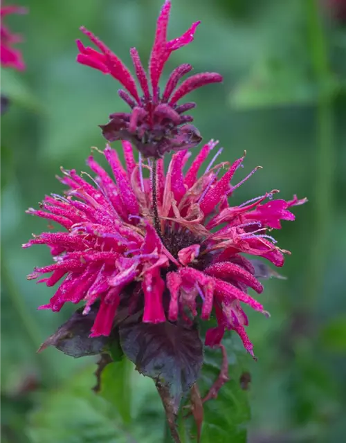 Monarda didyma 'Fireball' -R-