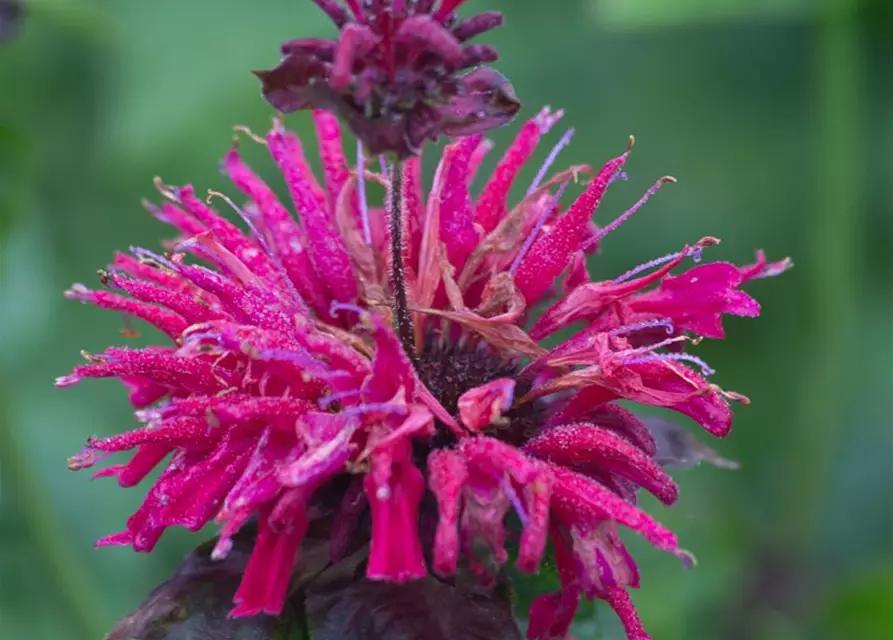 Monarda didyma 'Fireball' -R-