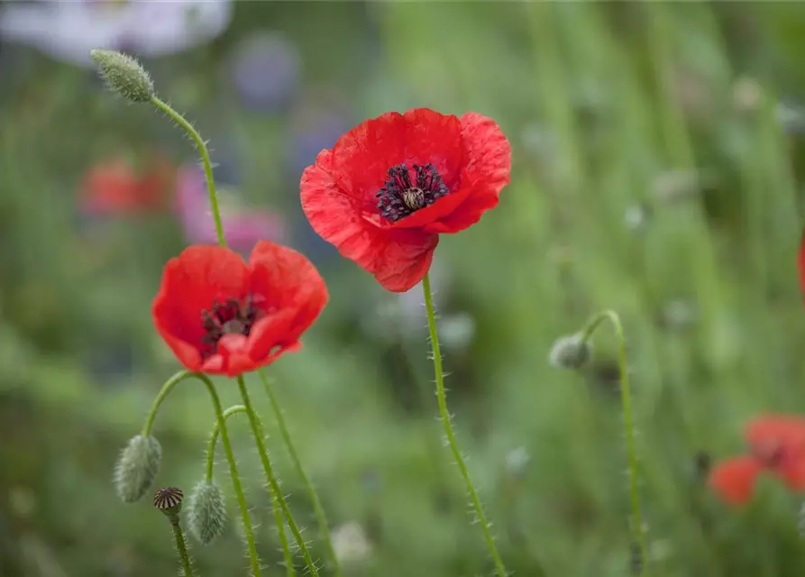 Klatsch-Mohn