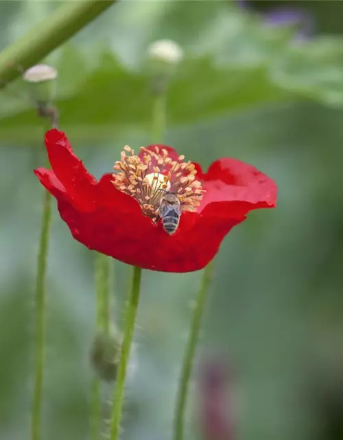 Klatsch-Mohn