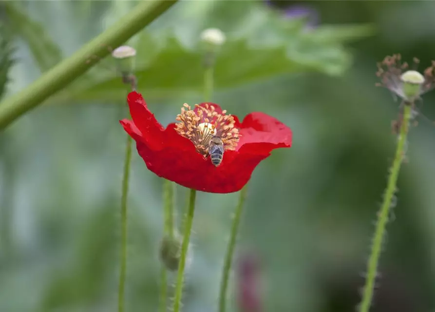 Klatsch-Mohn