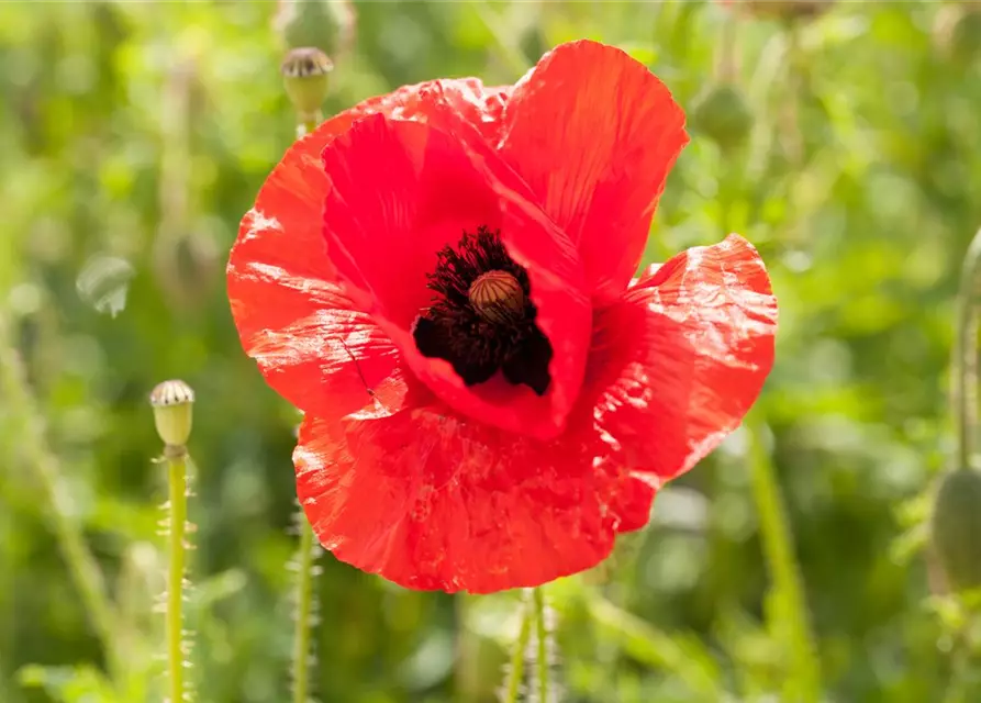 Klatsch-Mohn