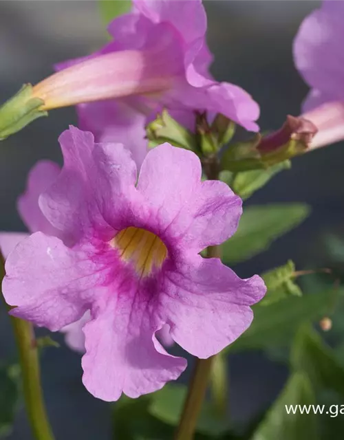 Incarvillea delavayi