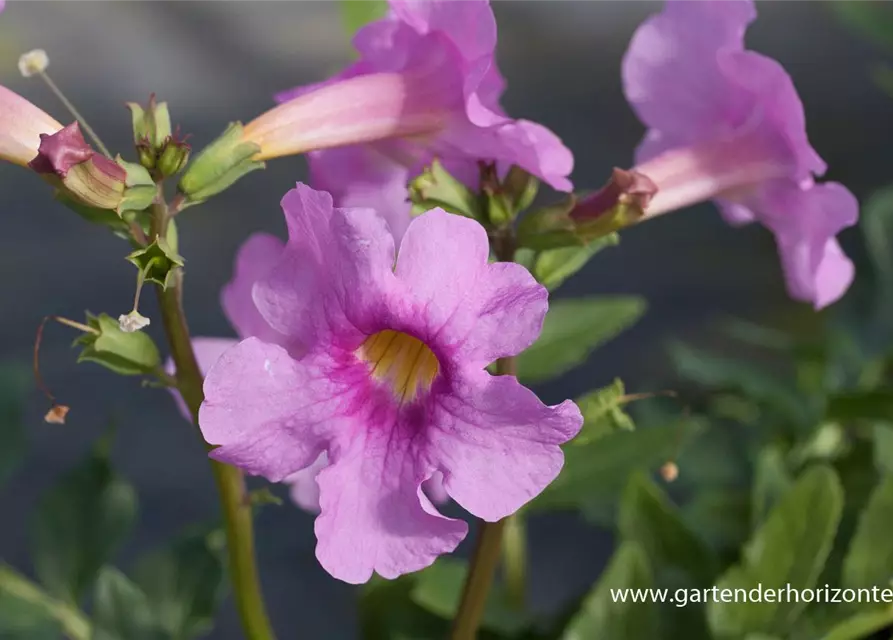 Incarvillea delavayi