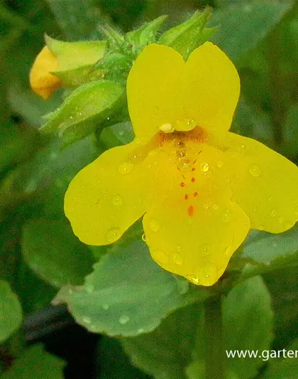 Gelbblühende Gauklerblume