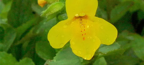 Gelbblühende Gauklerblume