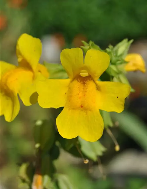 Gelbblühende Gauklerblume