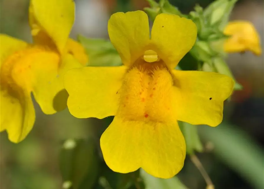 Gelbblühende Gauklerblume