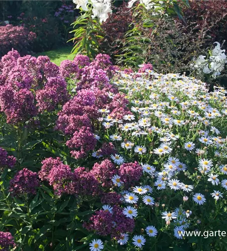 Hohe Flammenblume