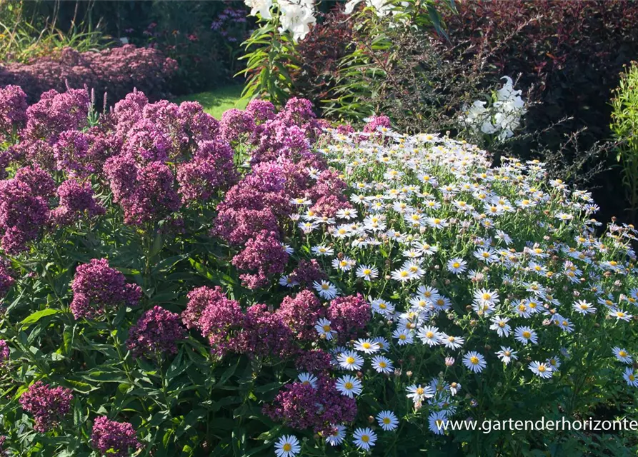 Hohe Flammenblume